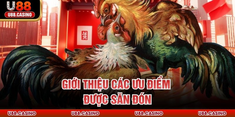 Đá Gà Trực Tiếp U88 - Trải Nghiệm Chọi Kê Không Giới Hạn Giới thiệu các ưu điểm được săn đón