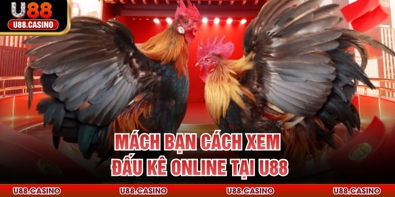 Đá Gà Trực Tiếp U88 - Trải Nghiệm Chọi Kê Không Giới Hạn Mách bạn cách xem đấu kê online tại U88